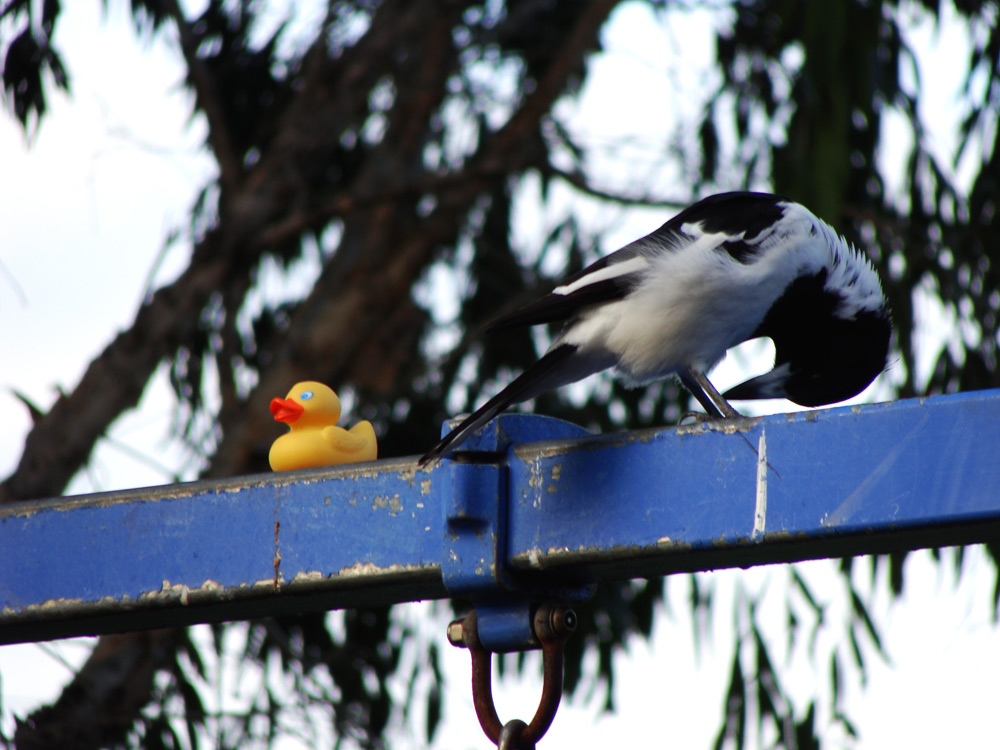 Photography by R-evolution GFX for DesignCrowd (Community Contests) | Design #8983179