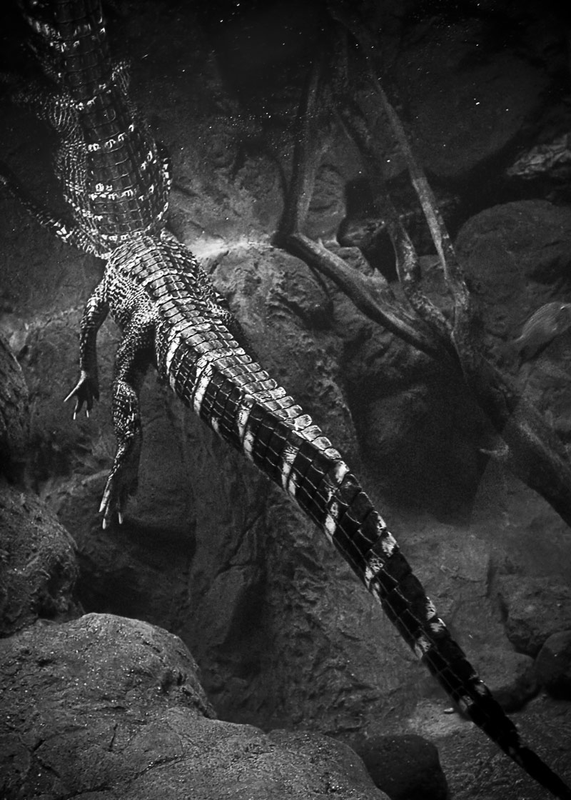 Photographie par GoldenWreckedAngle pour DesignCrowd (Community Contests) | Design #8988265