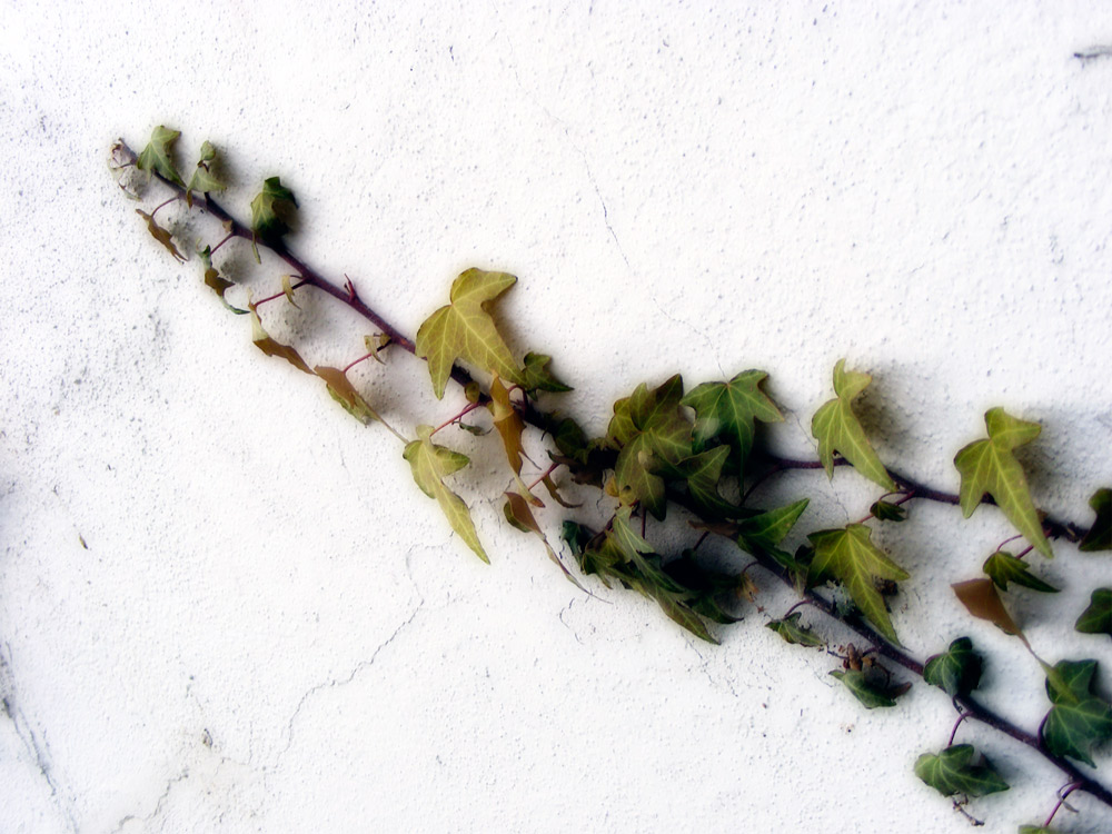 Photography by imthinkingoutloud for DesignCrowd (Community Contests) | Design #8988956