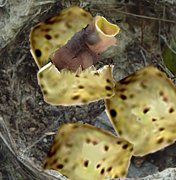 Photoshop Design by chicken279 for DesignCrowd (Community Contests) | Design #8989672