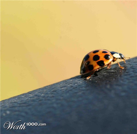 Photography by ShereenM
