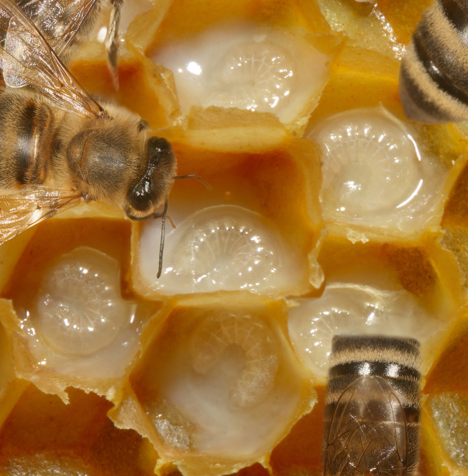 Diseño de Photoshop por seb123 para DesignCrowd (Community Contests) | Diseño #8989717