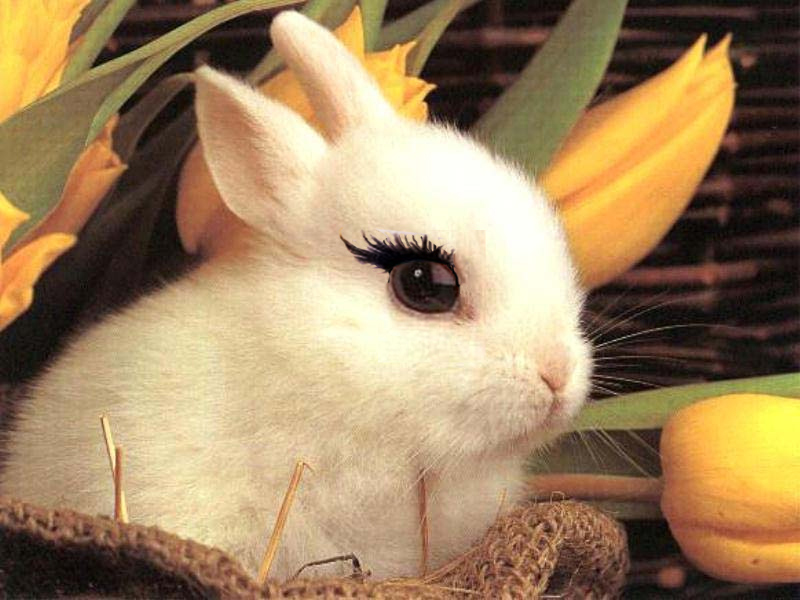 Photoshop Design by PeterAAAWelch for DesignCrowd (Community Contests) | Design #8983602