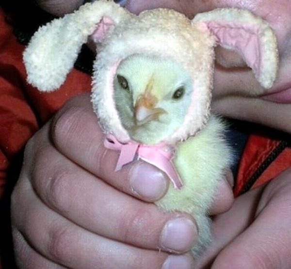 Design Photoshop par LadyHawk771 pour DesignCrowd (Community Contests) | Design #8983603