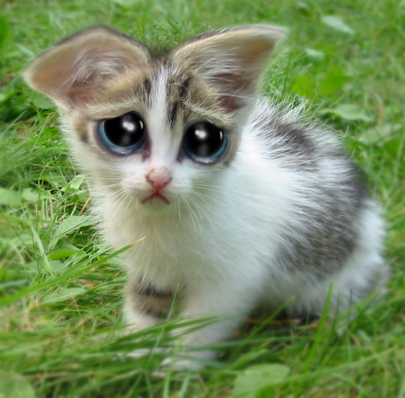 Photoshop Design by DerekBurns for DesignCrowd (Community Contests) | Design #8983616