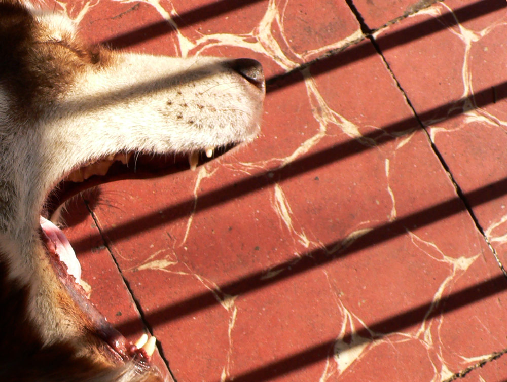 Photography by sausirhi for DesignCrowd (Community Contests) | Design #8989041