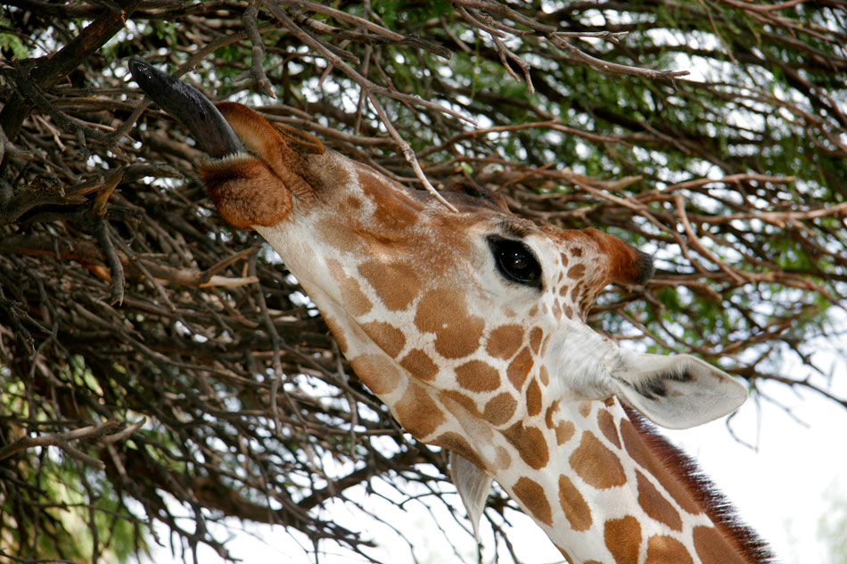 Fotografía por pinkfly para DesignCrowd (Community Contests) | Diseño #8989057