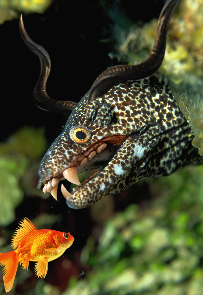 Photoshop Design by rpdarun for DesignCrowd (Community Contests) | Design #8982836