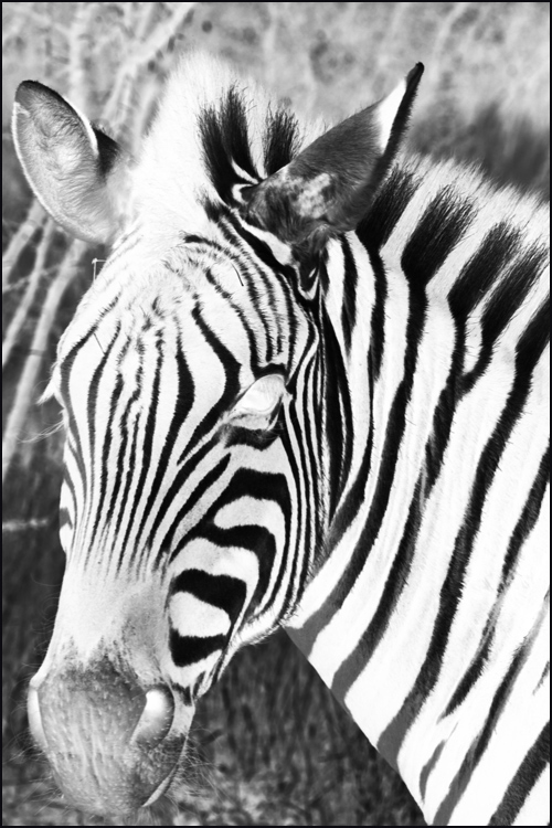 Photographie par rjalex pour DesignCrowd (Community Contests) | Design #8982360