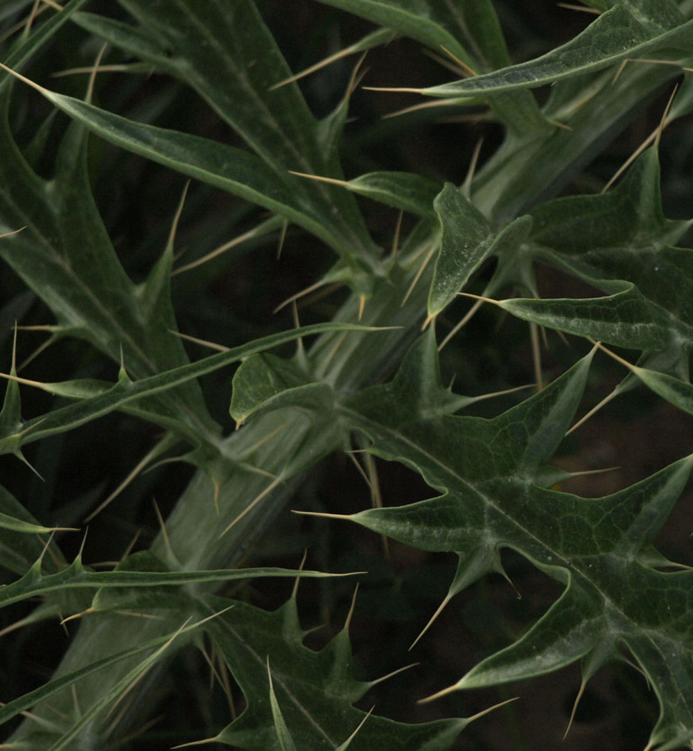 Photography by exposed for DesignCrowd (Community Contests) | Design #8989120