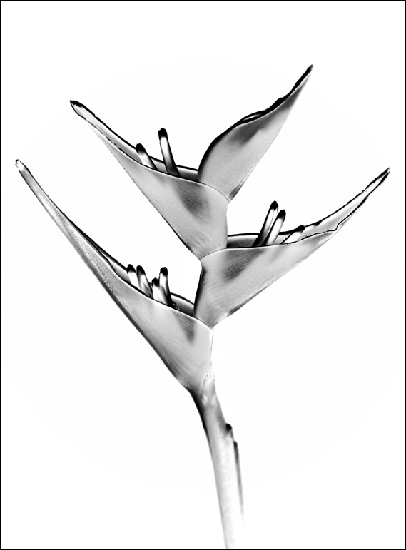 Photography by Marian for DesignCrowd (Community Contests) | Design #8982353