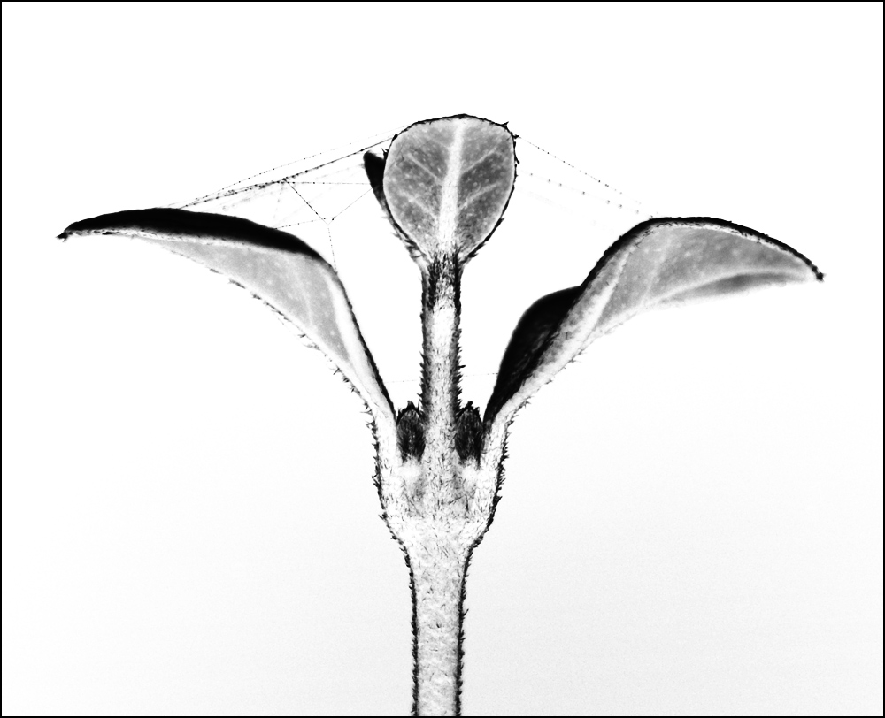 Fotografie von kimbomac für DesignCrowd (Community Contests) | Design #8982358