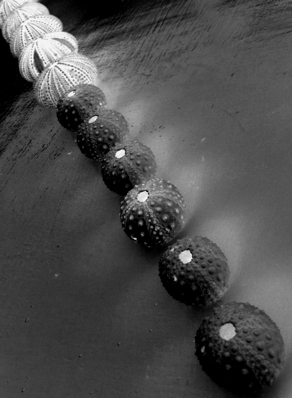 Photography by ljvgtj for DesignCrowd (Community Contests) | Design #8982394