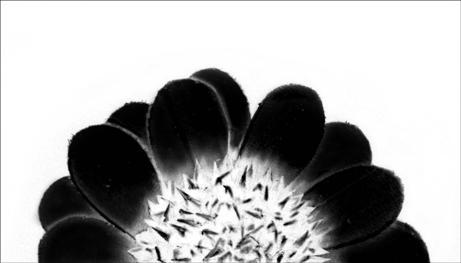 Photographie par JillianRed pour DesignCrowd (Community Contests) | Design #8982400