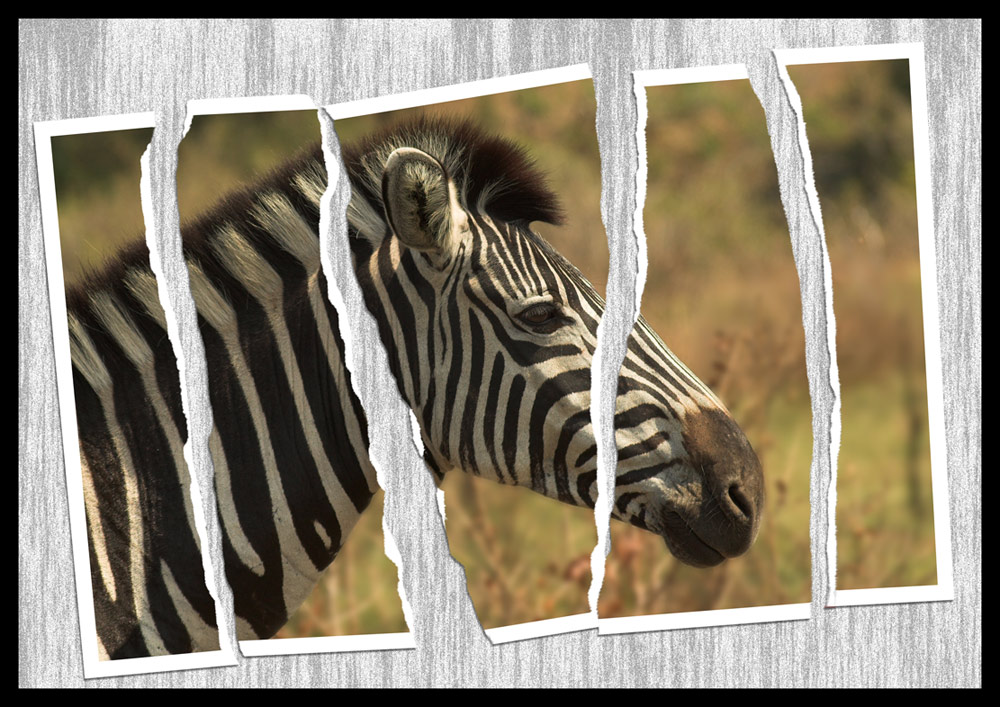 Fotografie von kimbomac für DesignCrowd (Community Contests) | Design #8981856