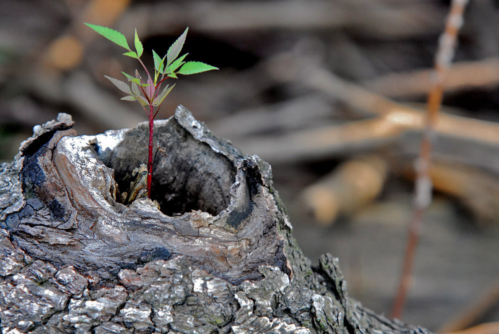 Photography by vramos11 for DesignCrowd (Community Contests) | Design #8987145