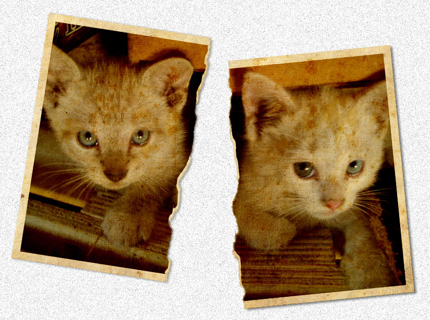 Photography by Luis30 for DesignCrowd (Community Contests) | Design #8981881