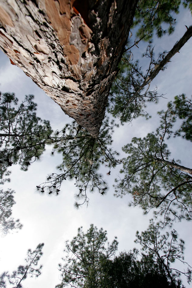 Photography by pinkfly for DesignCrowd (Community Contests) | Design #8987889