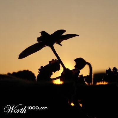 Photography by lpvos99