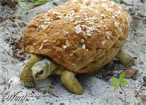 Photoshop Design by lazykate