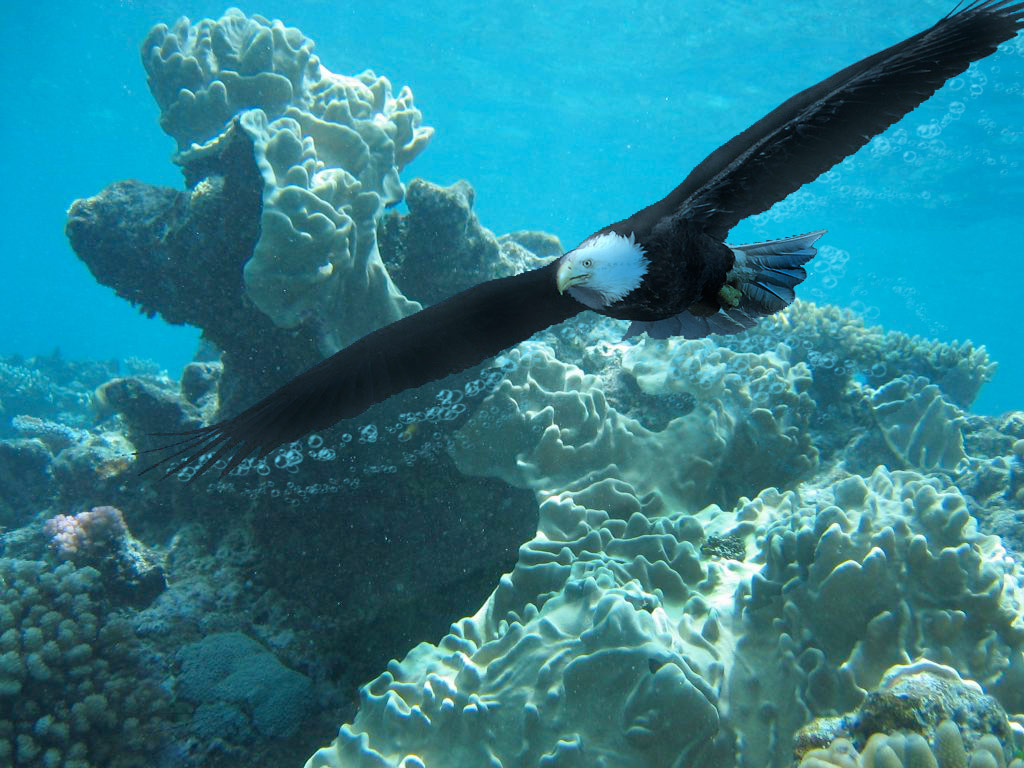 Photoshop Design by PJcub99 for DesignCrowd (Community Contests) | Design #8986514