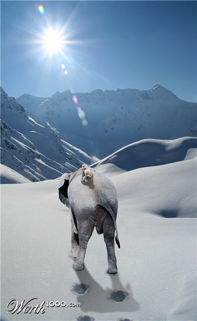 Photoshop Design by Ronschk