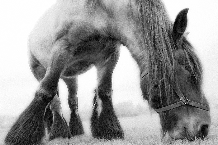 Photography by DogofAges for DesignCrowd (Community Contests) | Design #8988010