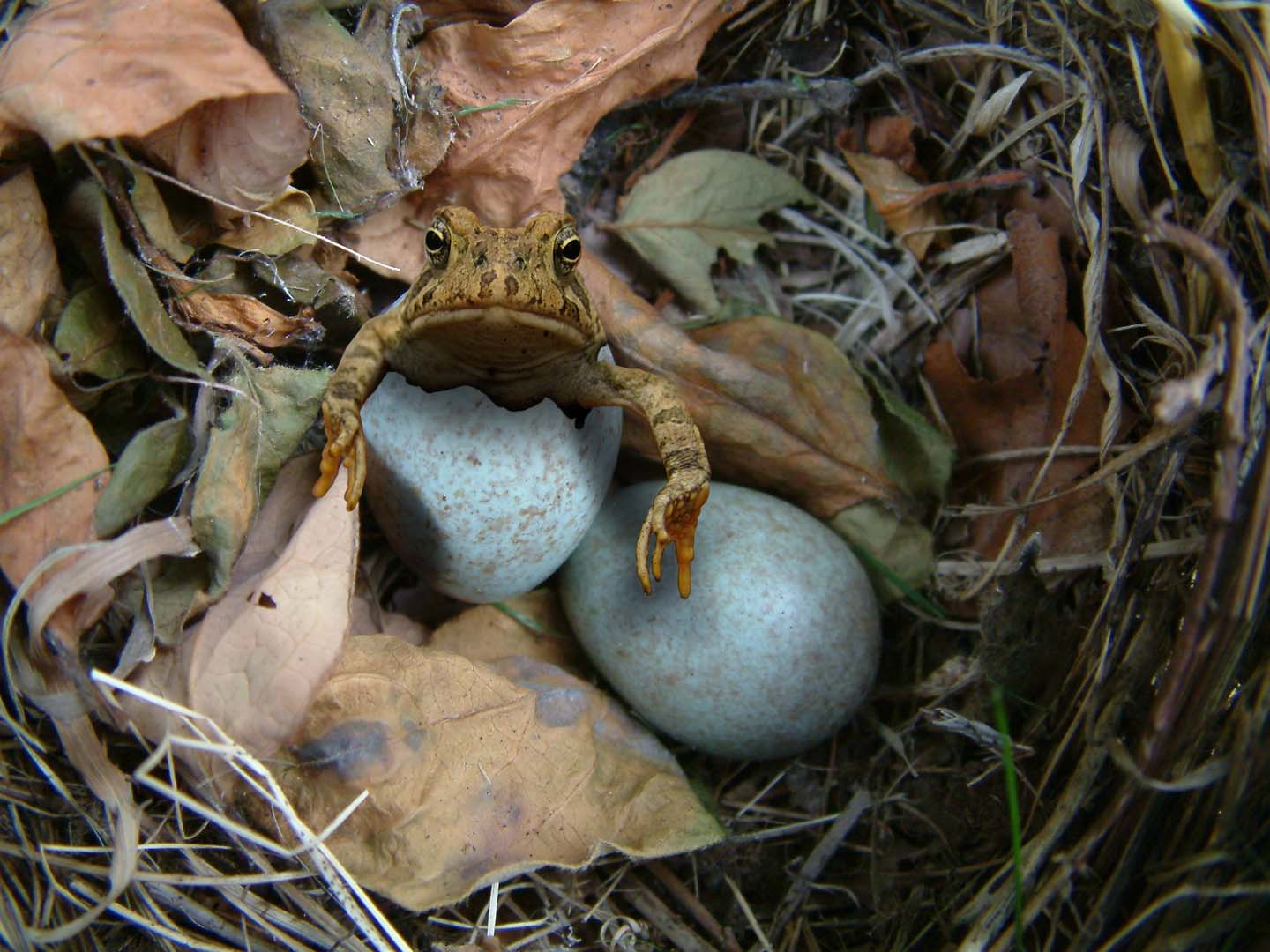 Photoshop Design by savagejon123 for DesignCrowd (Community Contests) | Design #8986533