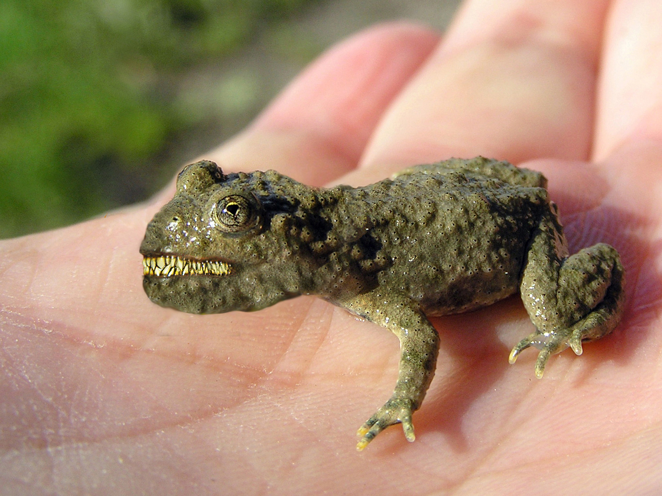 Photoshop Design by rizzato for DesignCrowd (Community Contests) | Design #8987068