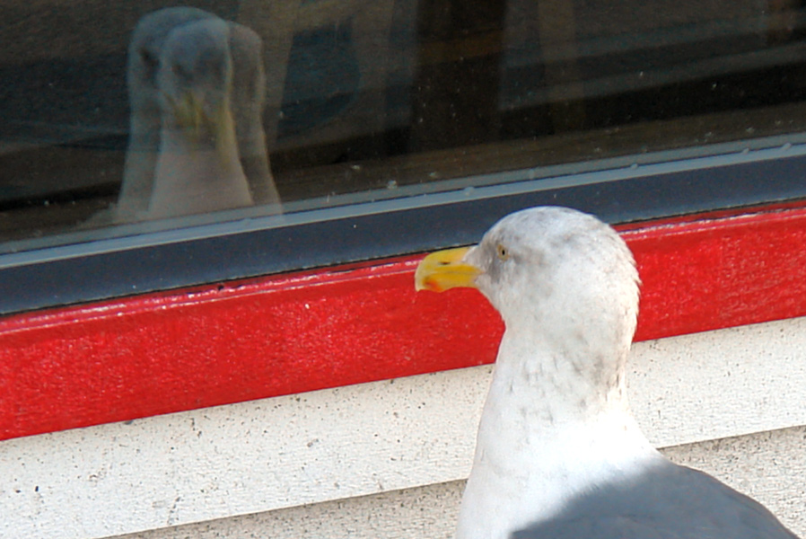 Photography by ljvgtj for DesignCrowd (Community Contests) | Design #8982919