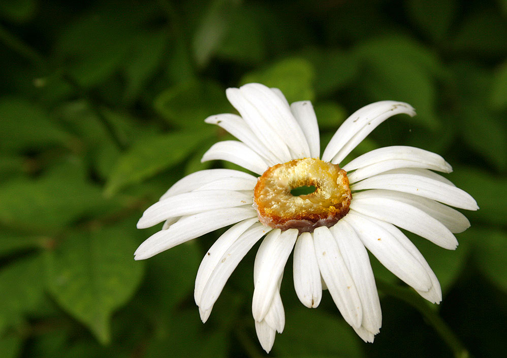 Photoshop-Design von stylin für DesignCrowd (Community Contests) | Design #8984695