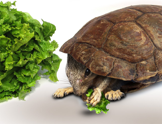 Diseño de Photoshop por Mikjegger para DesignCrowd (Community Contests) | Diseño #8986558