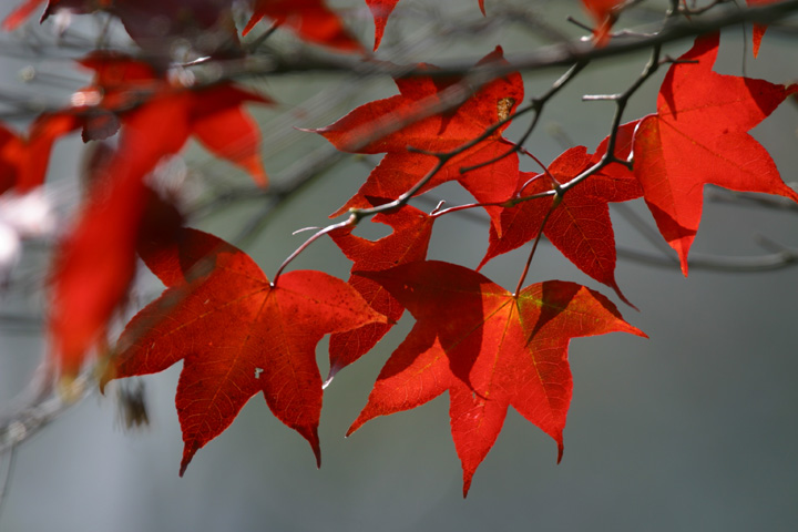 Photography by waldizzle for DesignCrowd (Community Contests) | Design #8985661