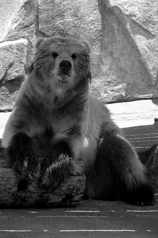 Fotografía por Schanina para DesignCrowd (Community Contests) | Diseño #8985770