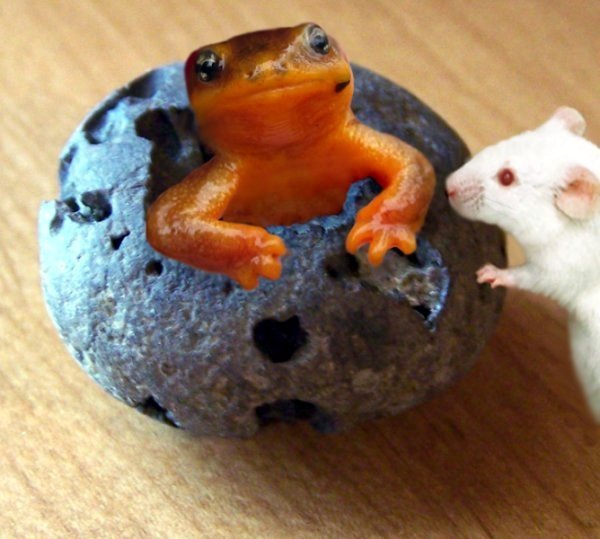 Design Photoshop par LadyHawk771 pour DesignCrowd (Community Contests) | Design #8987087