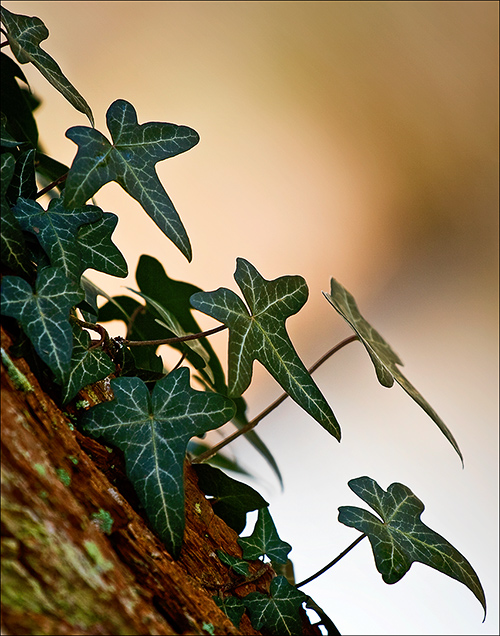 Fotografie von fatheroftwo für DesignCrowd (Community Contests) | Design #8985944