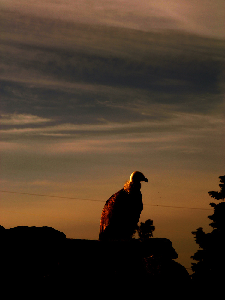 Photography by jdetes for DesignCrowd (Community Contests) | Design #8988927