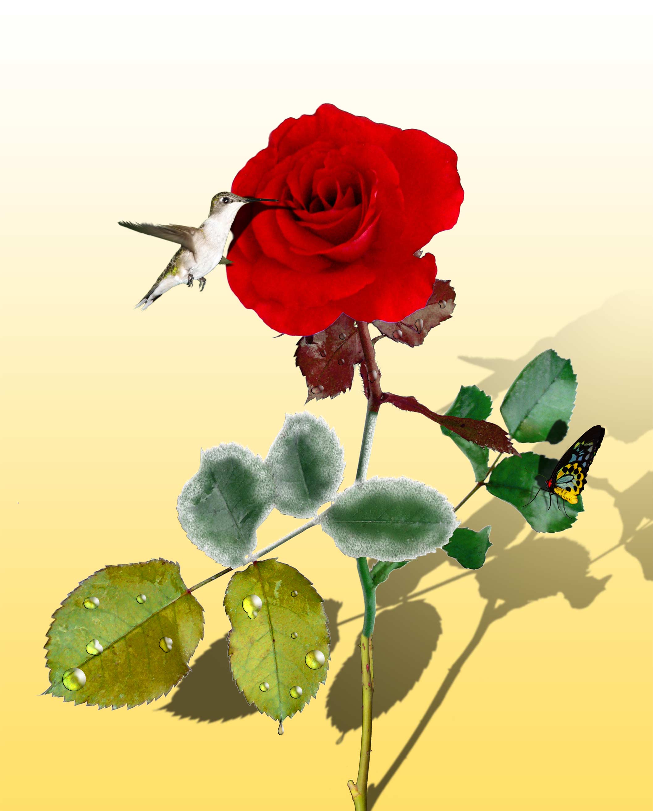 Photoshop Design by Nua for DesignCrowd (Community Contests) | Design #8982269