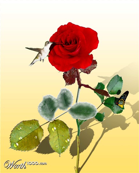 Photoshop Design by Nua