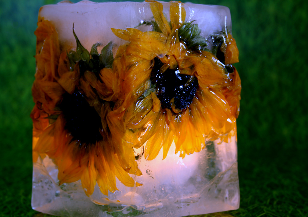 Fotografie von charizz für DesignCrowd (Community Contests) | Design #8985265