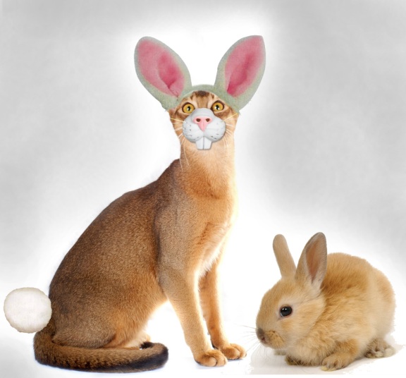 Photoshop Design by jdbeckers for DesignCrowd (Community Contests) | Design #8981390