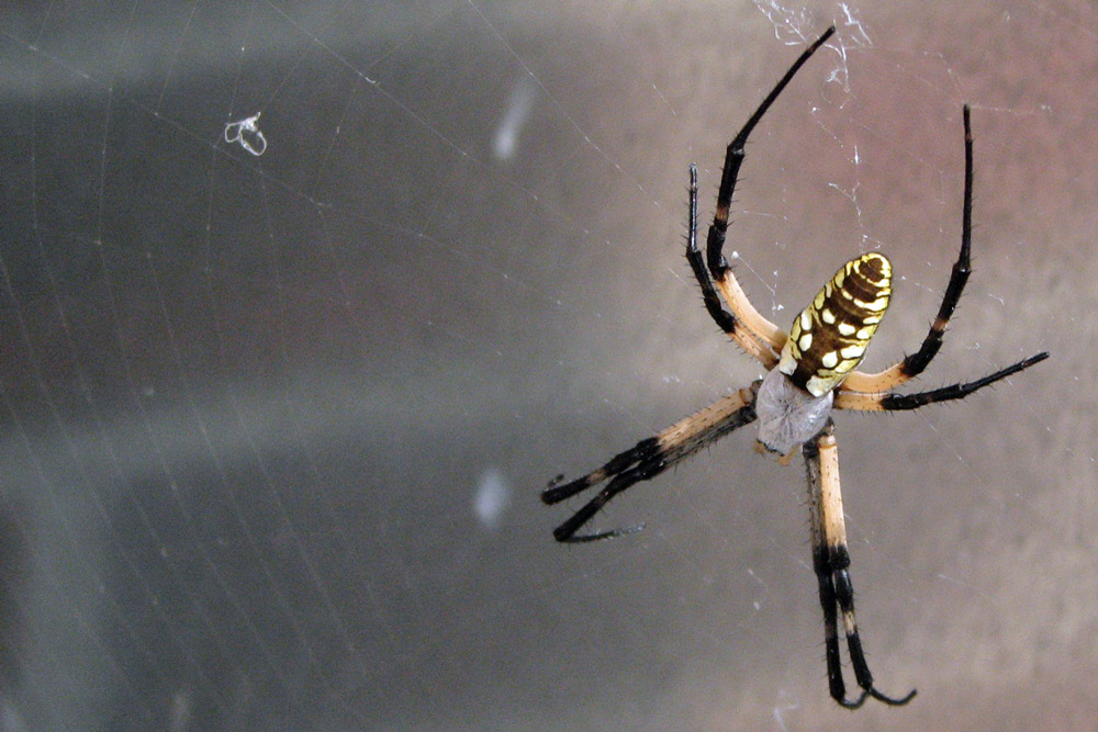 Fotografía por DanShark para DesignCrowd (Community Contests) | Diseño #8986036