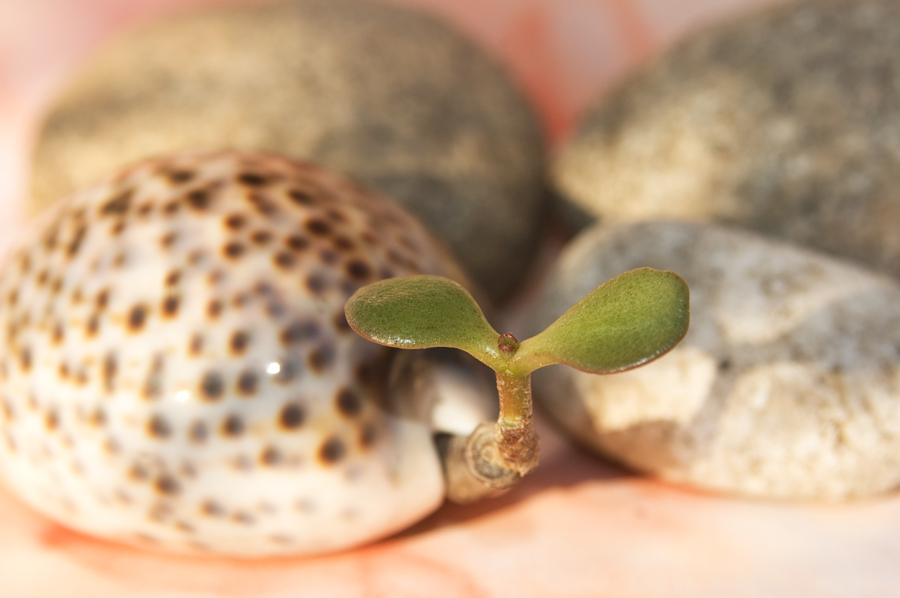 Photographie par PabloValente pour DesignCrowd (Community Contests) | Design #8982528