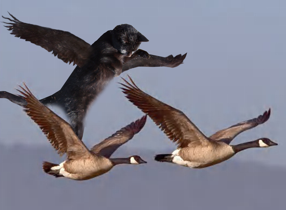 Diseño de Photoshop por Chimmi para DesignCrowd (Community Contests) | Diseño #8981407