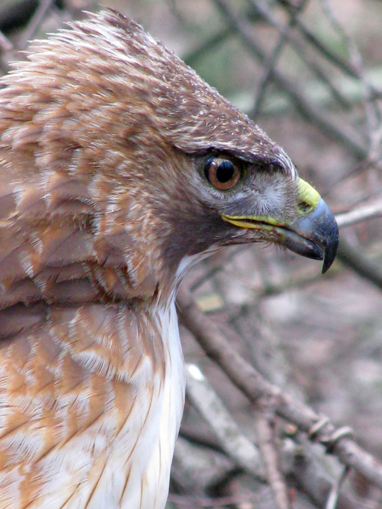 Photography by vramos11 for DesignCrowd (Community Contests) | Design #8986046