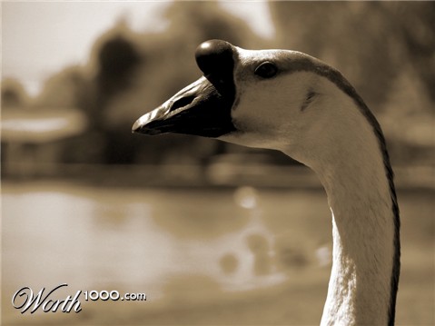 Photography by 1thirteen3