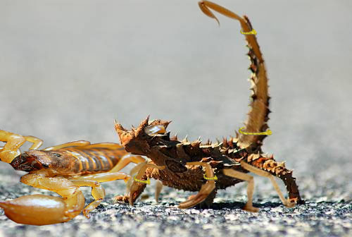 Photoshop-Design von acidrain0117 für DesignCrowd (Community Contests) | Design #8981470