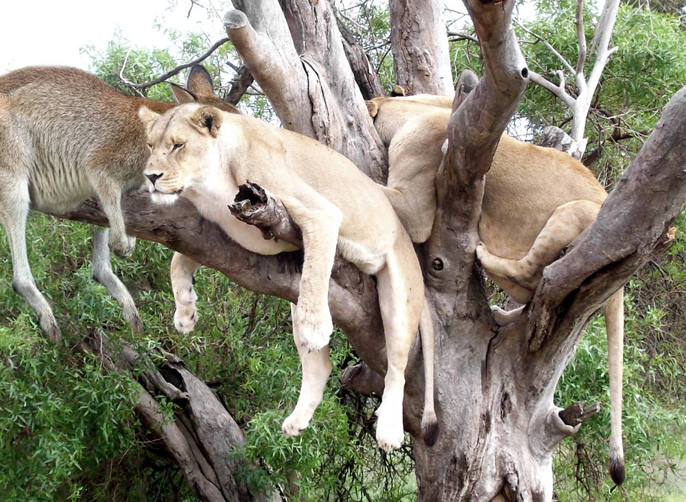 Diseño de Photoshop por kwize53 para DesignCrowd (Community Contests) | Diseño #8981444