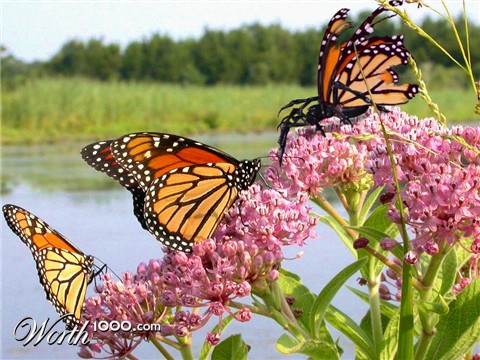 Photoshop Design by MeRamey