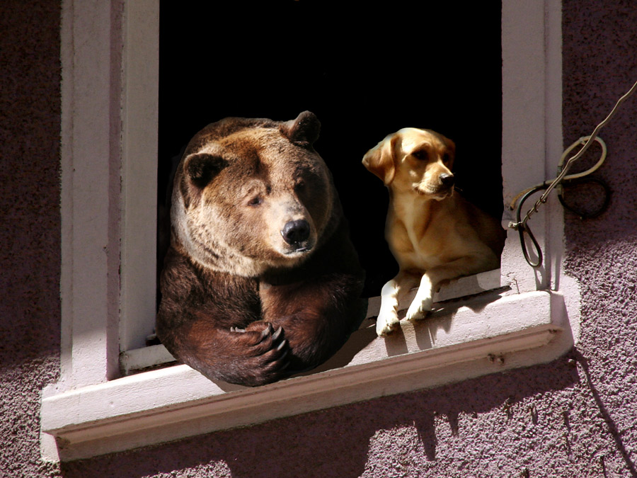 Diseño de Photoshop por Ash23Ash para DesignCrowd (Community Contests) | Diseño #8981572